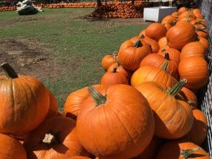 texas pumpkin patch fall festival 