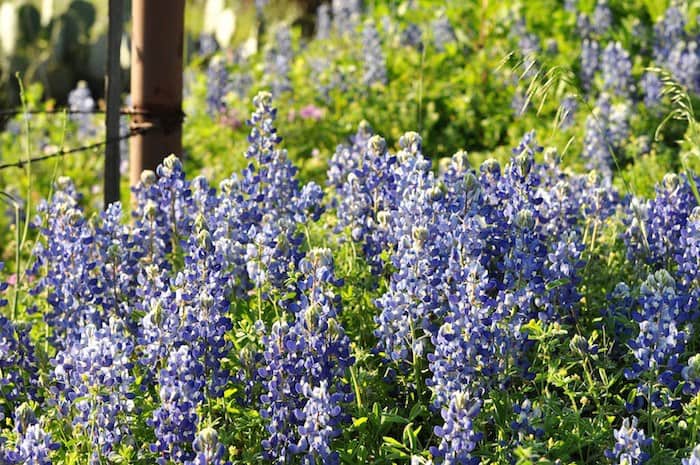 Image of bluebonnets in the Texas Hill Country. Our family friendly cabin rentals are the best venue for reunions, best place for work retreats, and best place for a team building workshop in Texas. Contact Us for more information on our Texas cabin rentals and gathering halls.